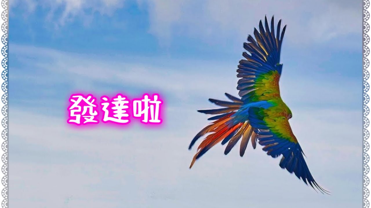 東九龍鸚鵡之友 15.1.2023 ParrotParty@觀塘海濱(鸚鵡賀年の發達啦）