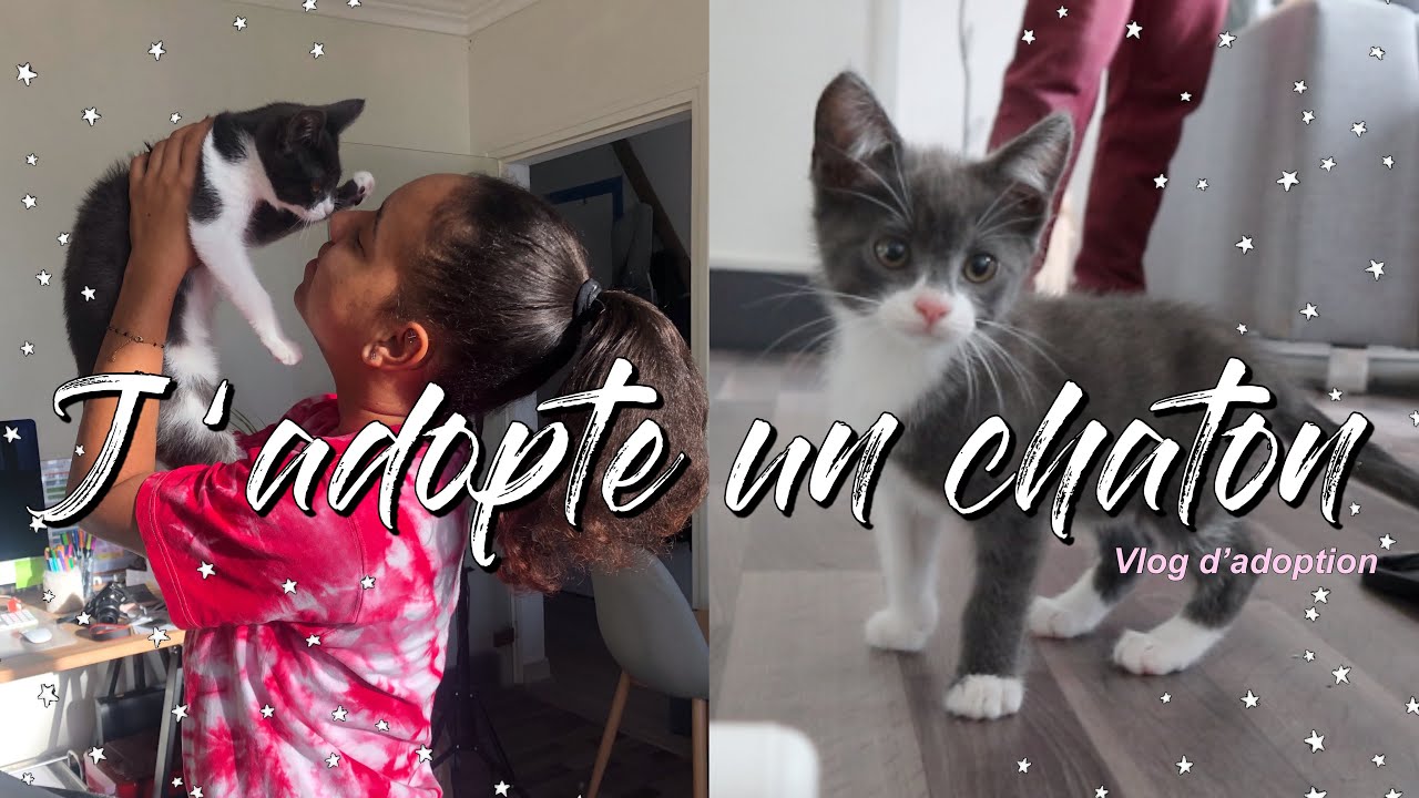 J'ADOPTE UN CHATON ! | Vlog d'adoption
