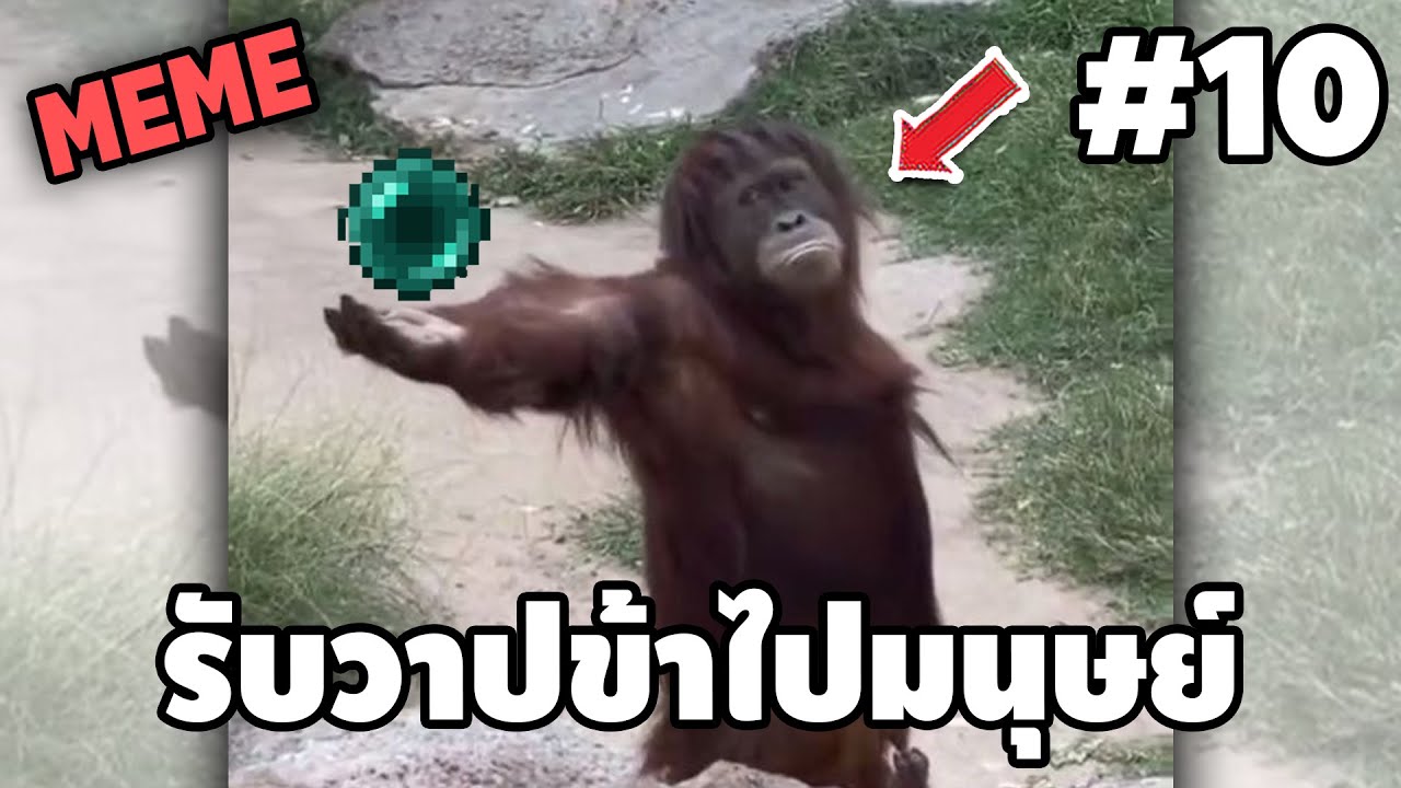 ภาพนี้ก็ฮาเหมือนกันนะเนี้ย #10 SS8 [ พากย์นรก MEME.EXE ] | easy boy