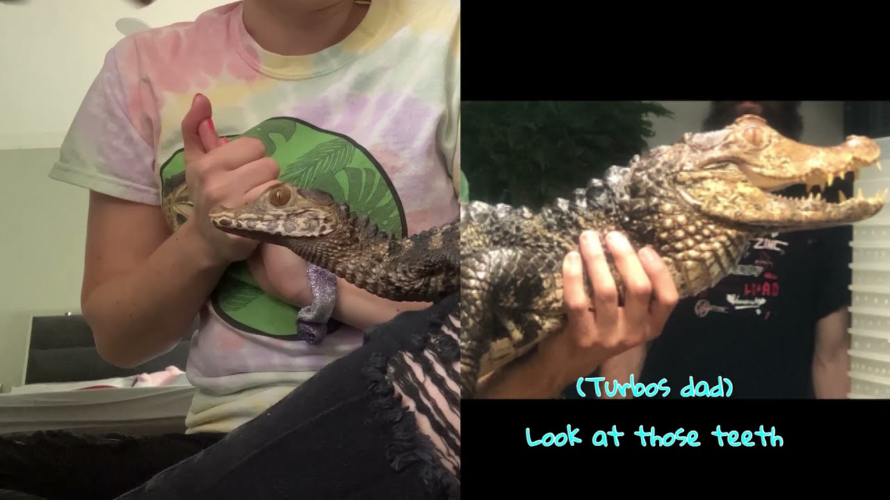 Do dwarf caiman make good pets ?!