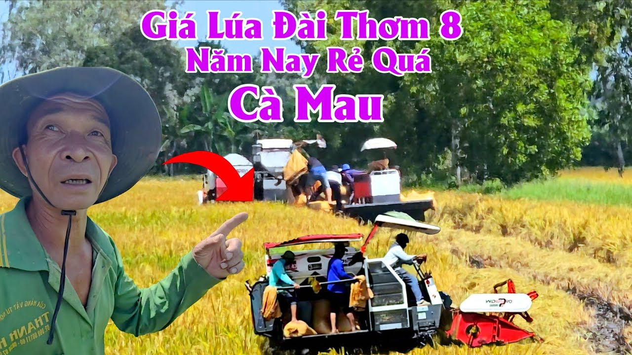 26/01/2026 Giá Lúa Đài Thơm 8 Xả Khánh Hưng Hôm Nay Mới Nhất #ngườicàmau