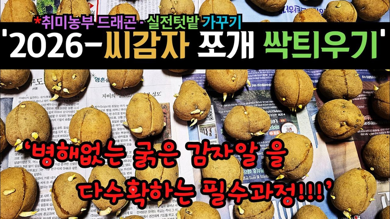'2026 - 씨감자  쪼개 싹틔우기'  / 굵은 감자알을 수확하는 방법  #우량씨감자   #산광최아