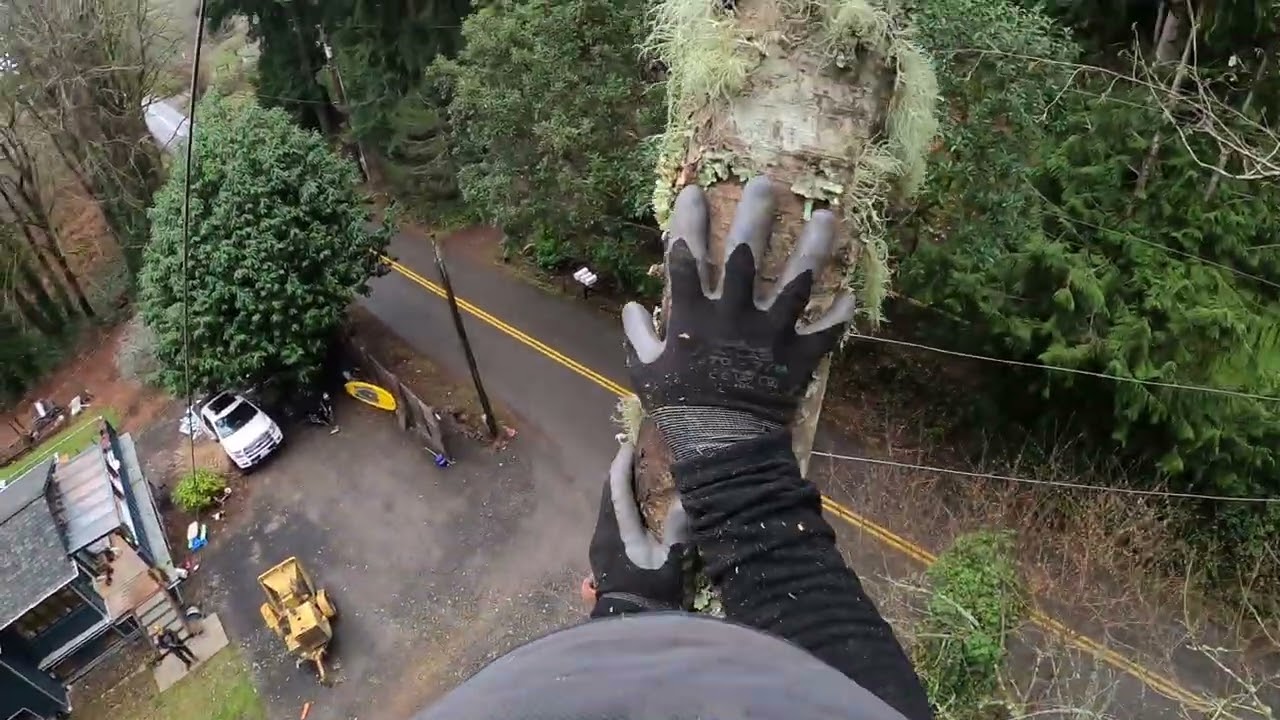 Skinny Alder/pulling away from power lines and road. #hazardtrees #pnw #arborist 