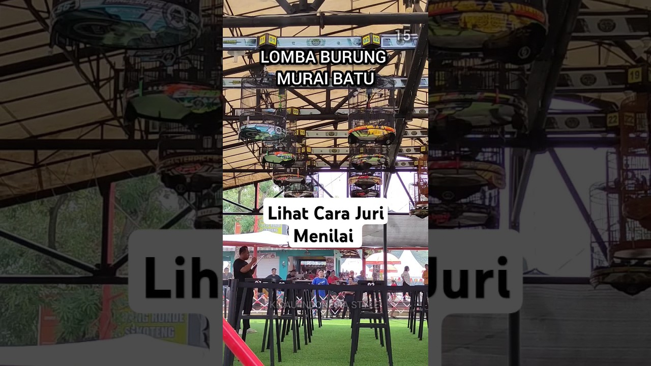 Part 15 Lomba Burung Murai Batu Di Highland Stadium Citra Raya Tangerang ‼️
