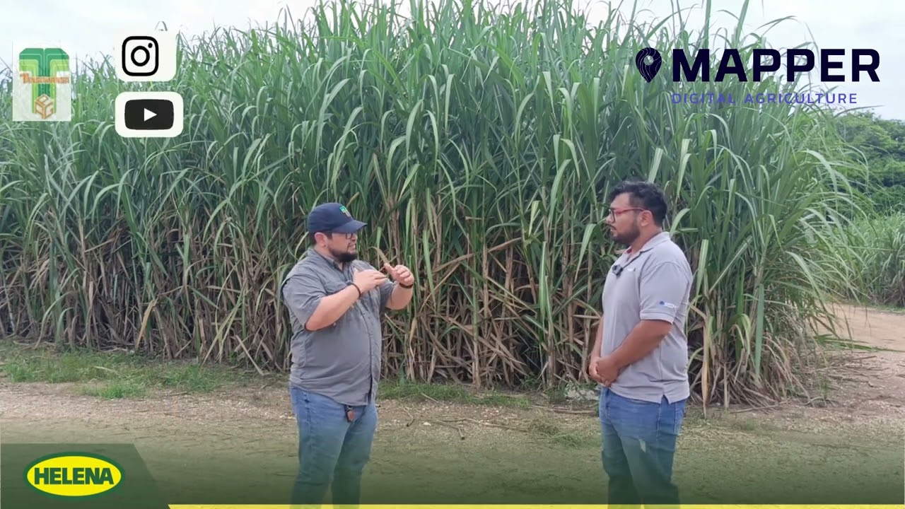#agricultura  #Digital en la #Caña de #Azúcar: #MAPPER.