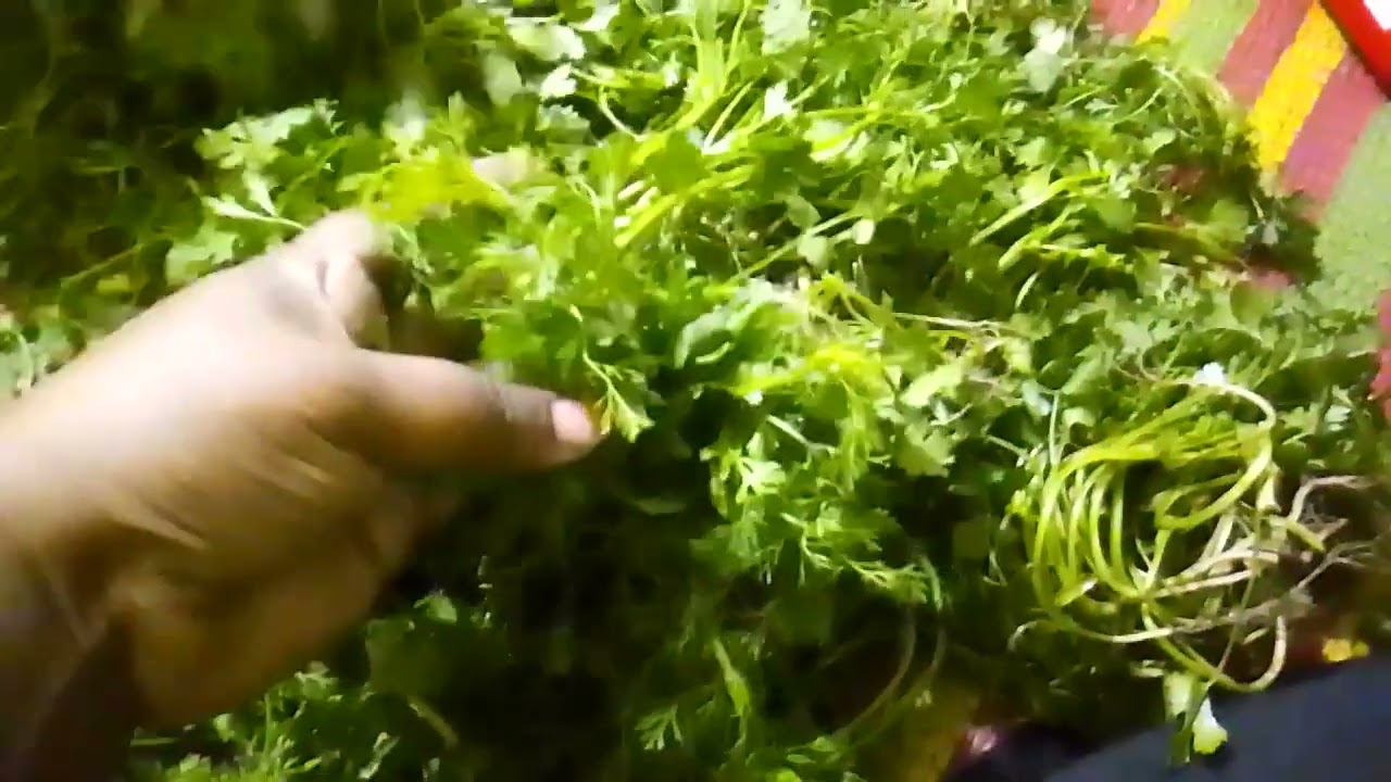 সস্তা পেয়ে বস্তা ভরে নিলাম। শীতের ধনেপাতা