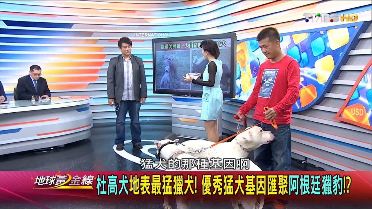 杜高犬地表最猛獵犬! 優秀猛犬基因匯聚阿根廷獵豹!  地球黃金線 20160408 (1/4)