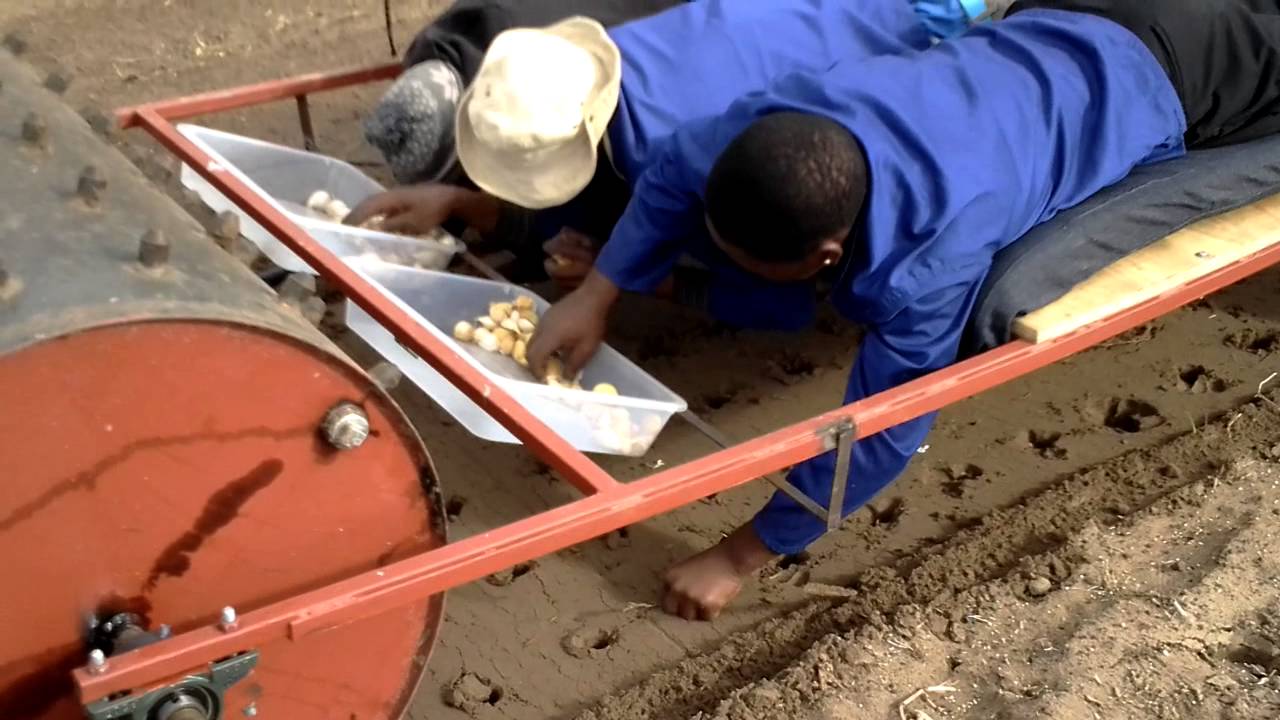 Planting garlic 2014