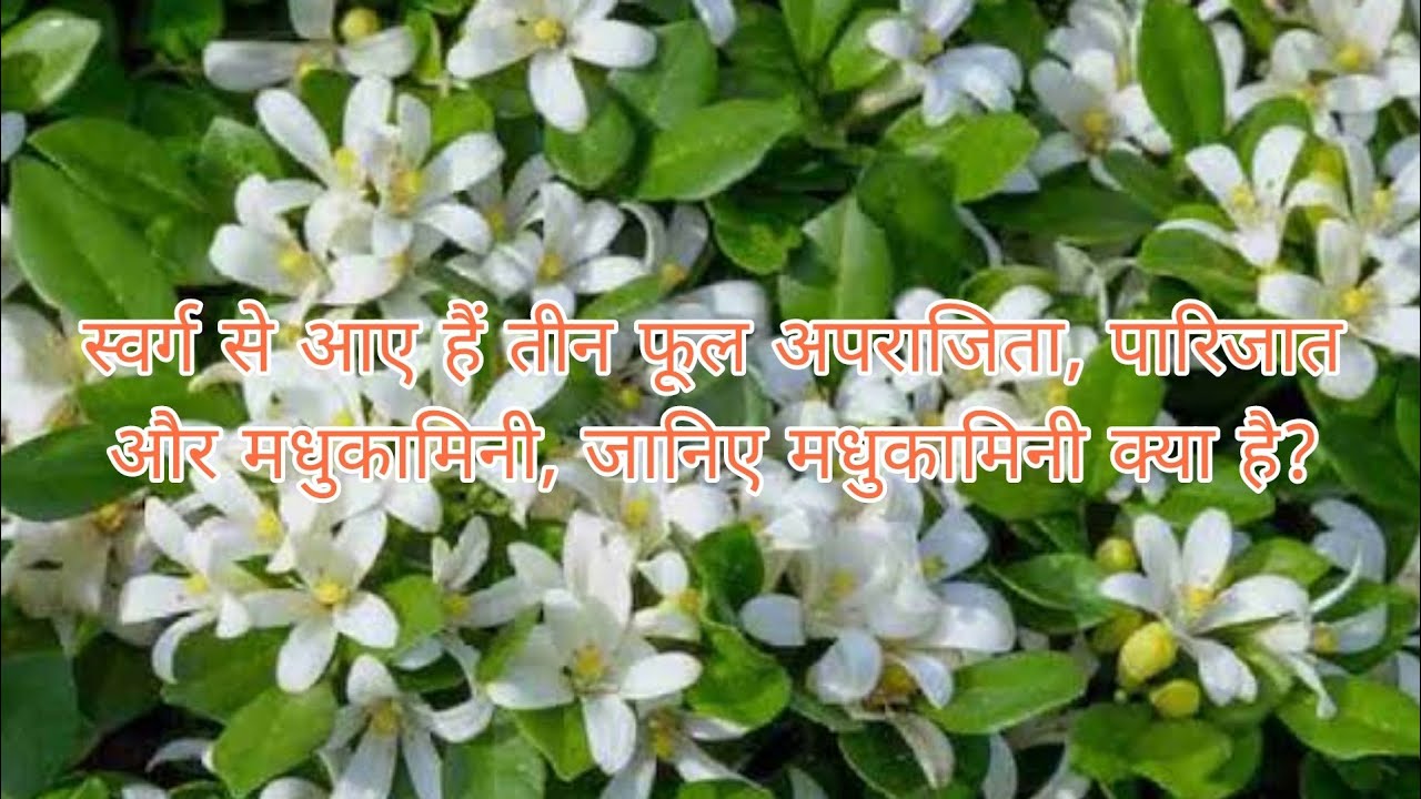 स्वर्ग से आए हैं तीन फूल अपराजिता, पारिजात और मधुकामिनी, जानिए मधुकामिनी क्या है?  