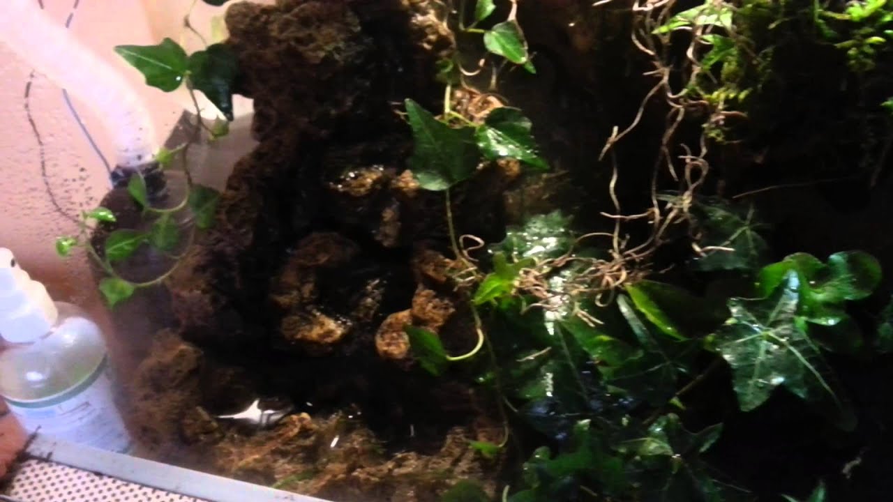Terrarium biotope for Tribolonotus novaeguineae