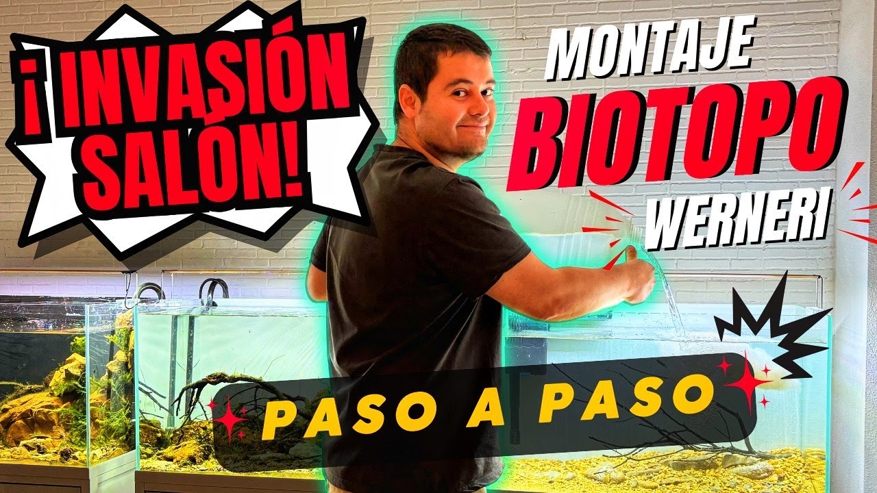 ACUARIO BIOTOPO PARA EL PEZ IRIATHERINA WERNERI | ACUARIO AUSTRALIANO  #firemouthaquaristic
