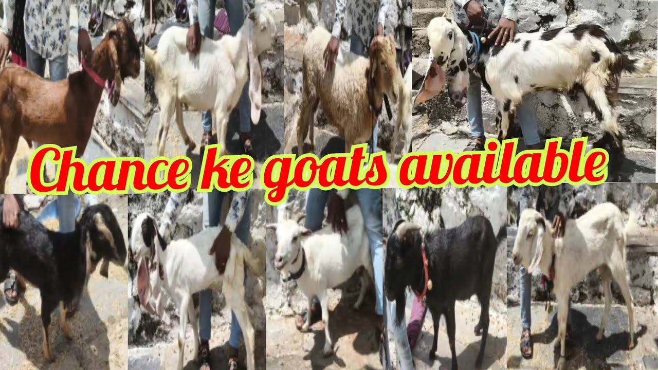 #9949252216: Chance ke lots multiple goats collection available in fish building pillar no 240 hyd. 
