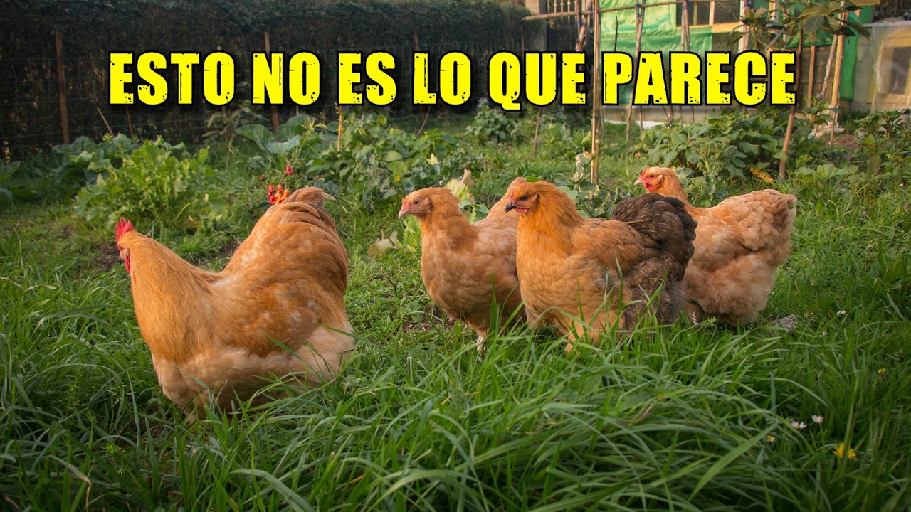 Así elegimos los NOMBRES de nuestras GALLINAS | El Escuadrón Orpington 🎖️