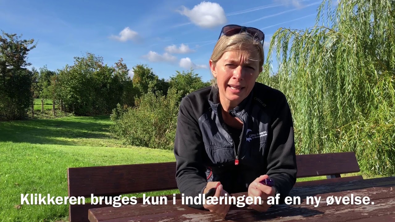 Klikkertræning med din hund | Sådan kommer du i gang | Videokursus på WeTeach.dk