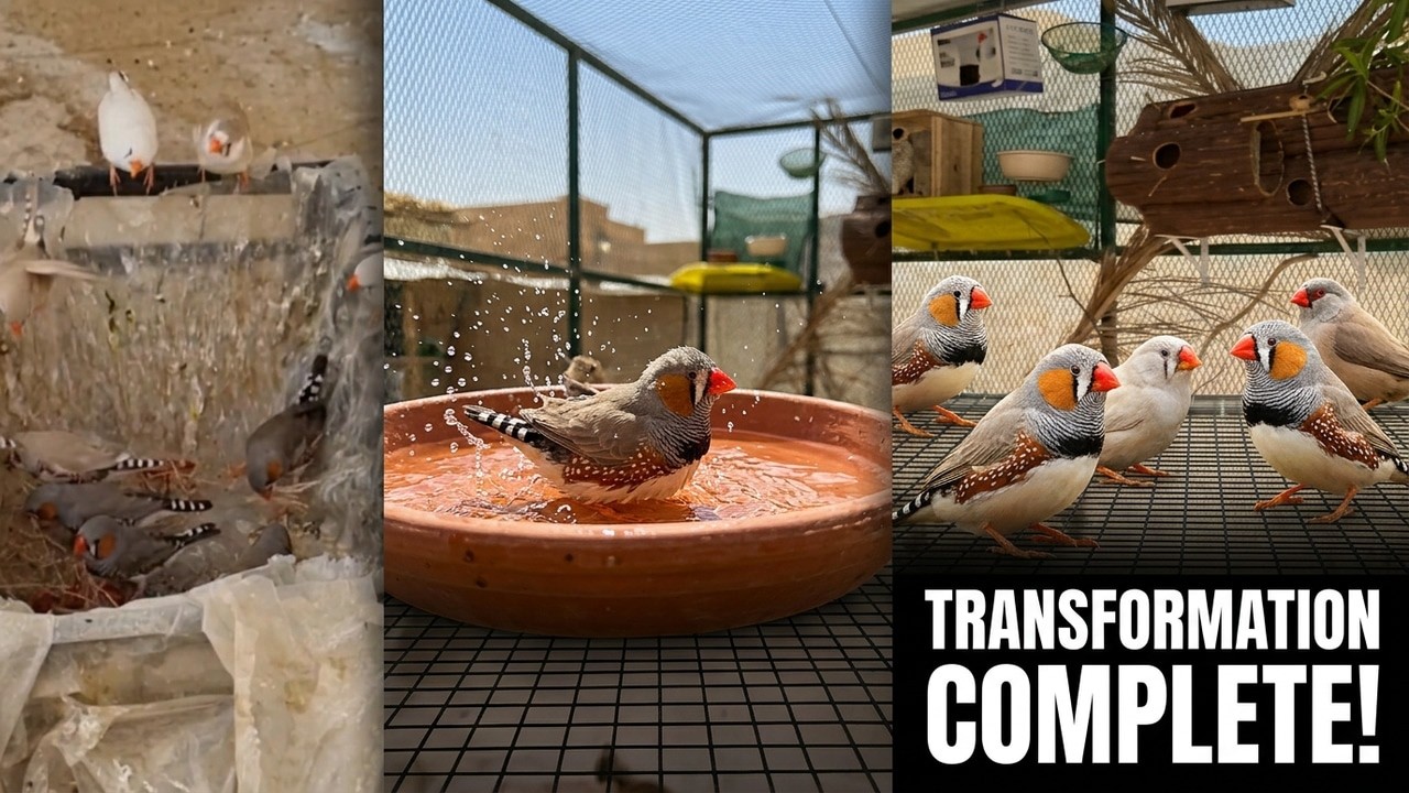 لم اعشاش وترويش واضا فة اصناف لاول مرة للمحمية .... ؟