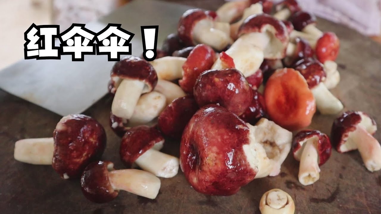 采菌子发现红菇群，拔蘑菇拔到爽，吃的也爽