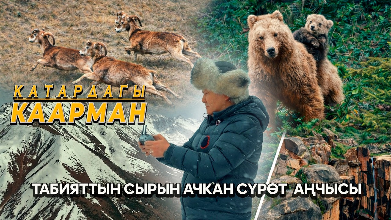Фото аңчынын объективиндеги жаныбарлар, ажайып кооз жаратылыш // КАТАРДАГЫ КААРМАН