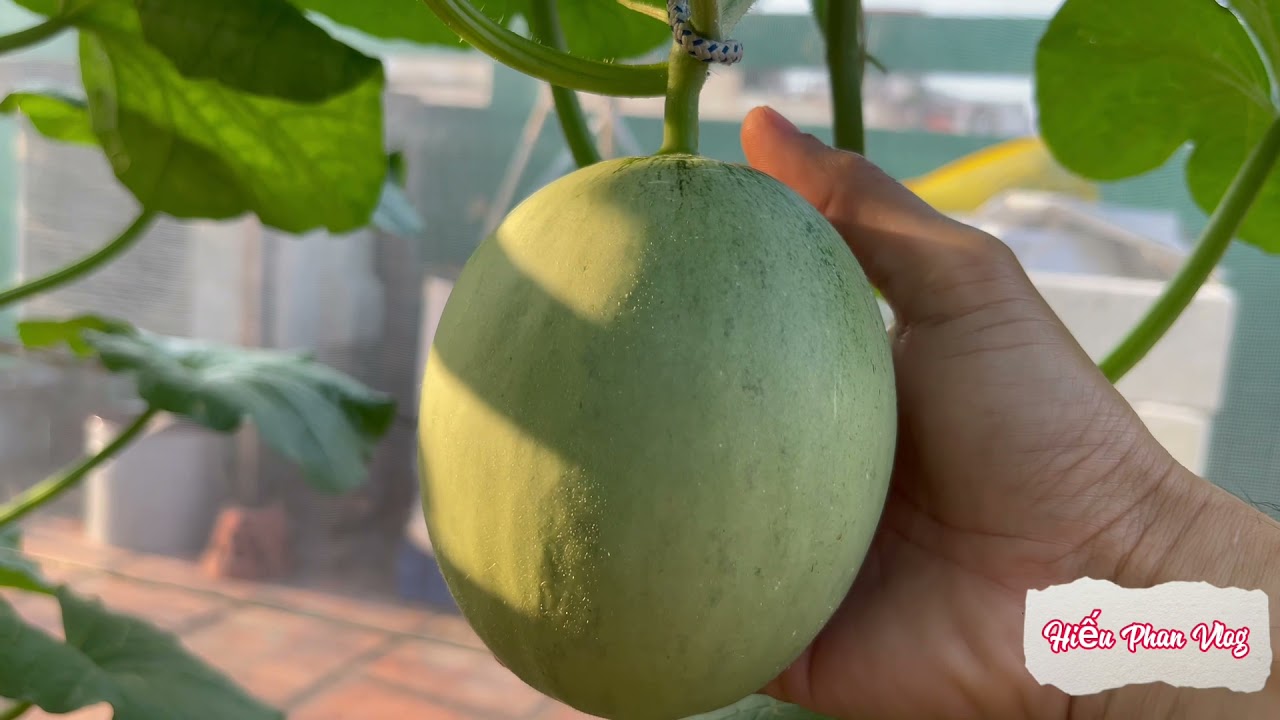 Dưa lưới 10 ngày sau thụ ! Cách chăm sóc, bón Phân .
