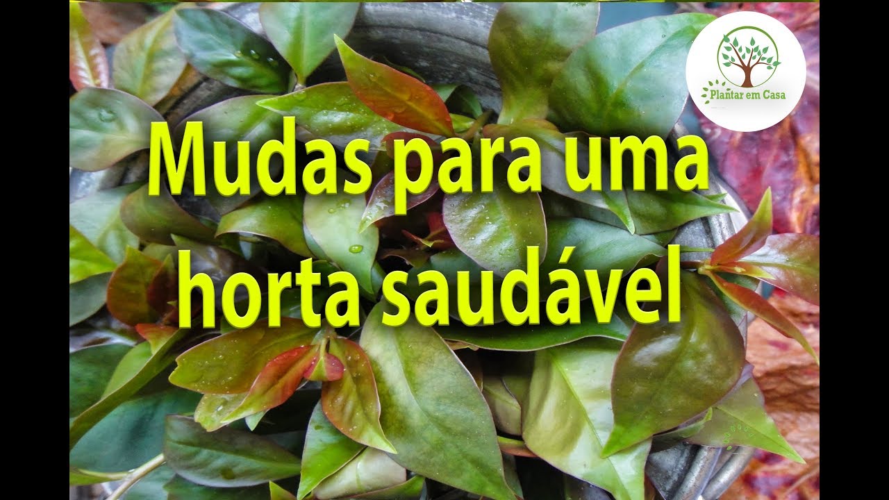 MUDAS DE ORA PRO NÓBIS E OUTRAS ERVAS COM ROBERTO AKIRA