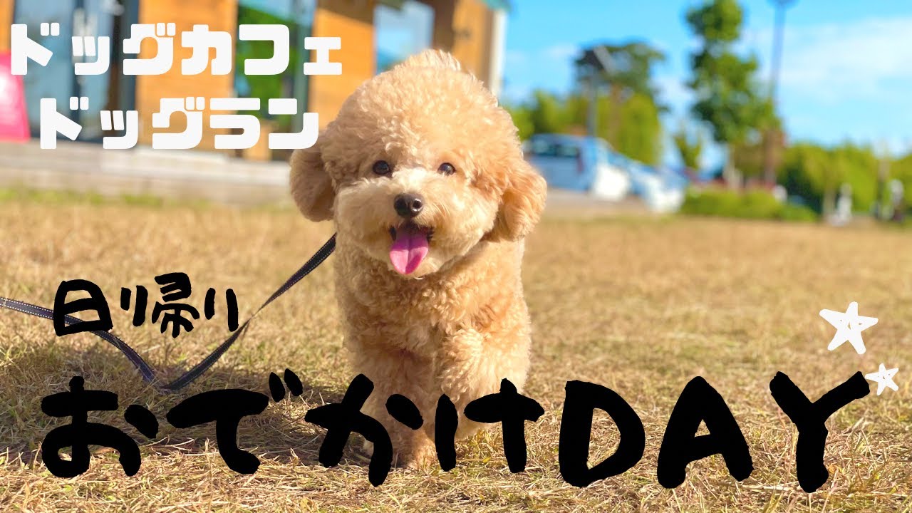 【犬とお出かけ】滋賀までドライブ◎ドッグカフェ◎ドッグラン◎おやつまで◎vlog
