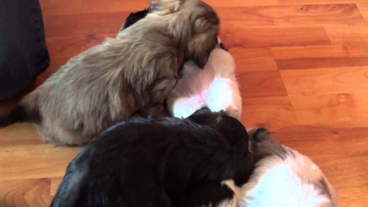 Boomer Puppies - Buddy