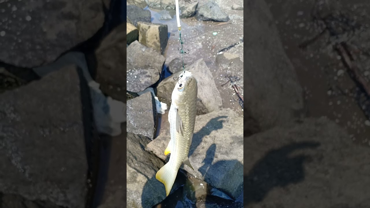 Asyiknya mancing Belanak Ekor Kuning di Pantai Randusanga Brebes