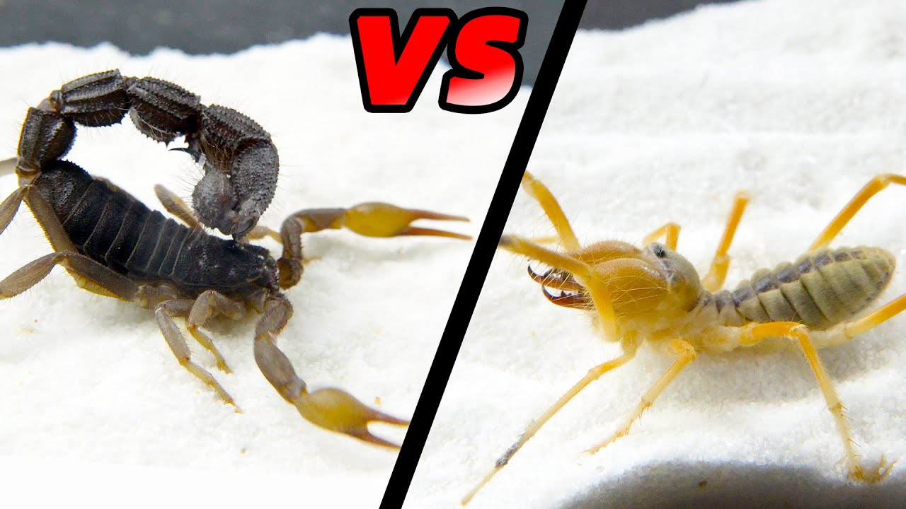 Верблюжий паук VS сильный черный ядовитый скорпион