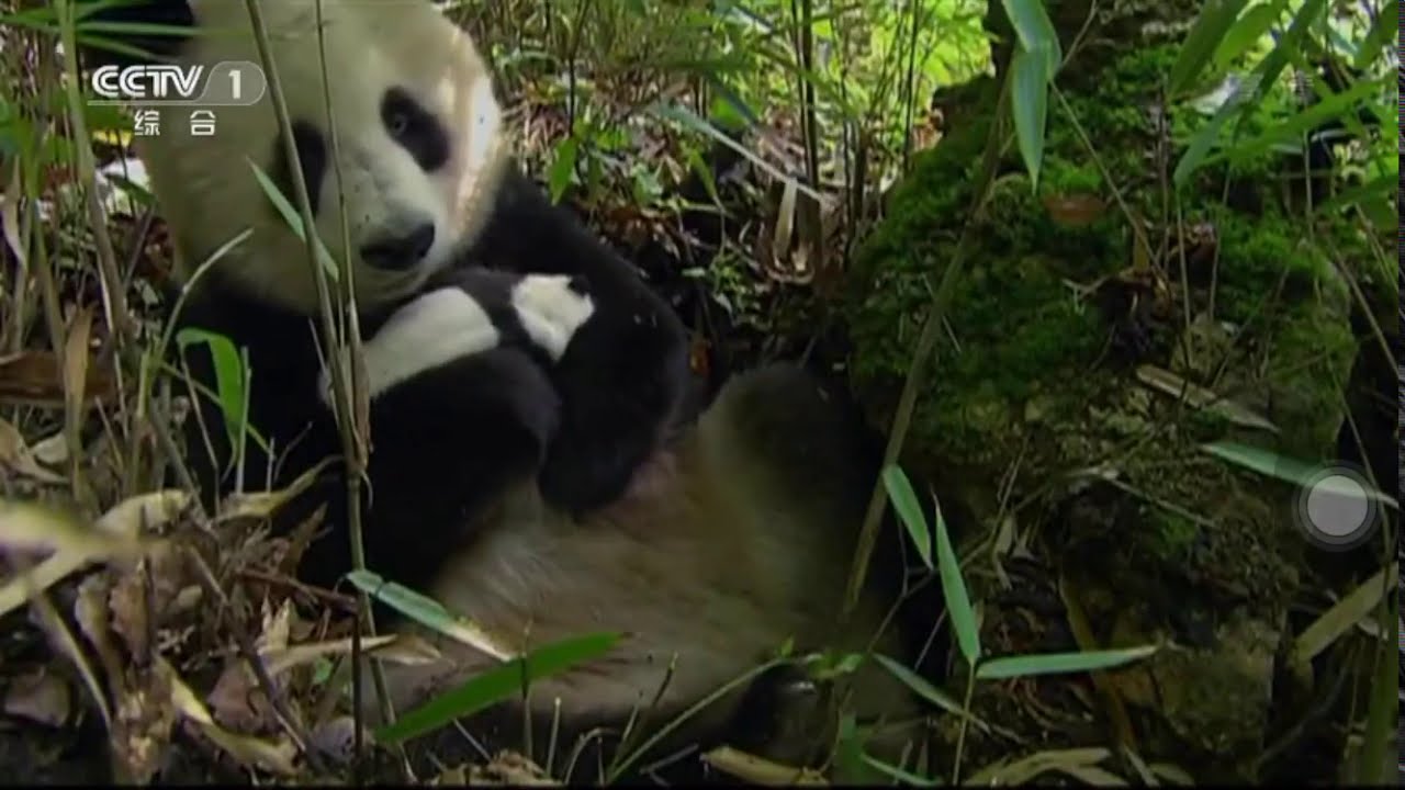 [China Central Television] CCTV1 (Integrated Channel) sign on 06/09/2015