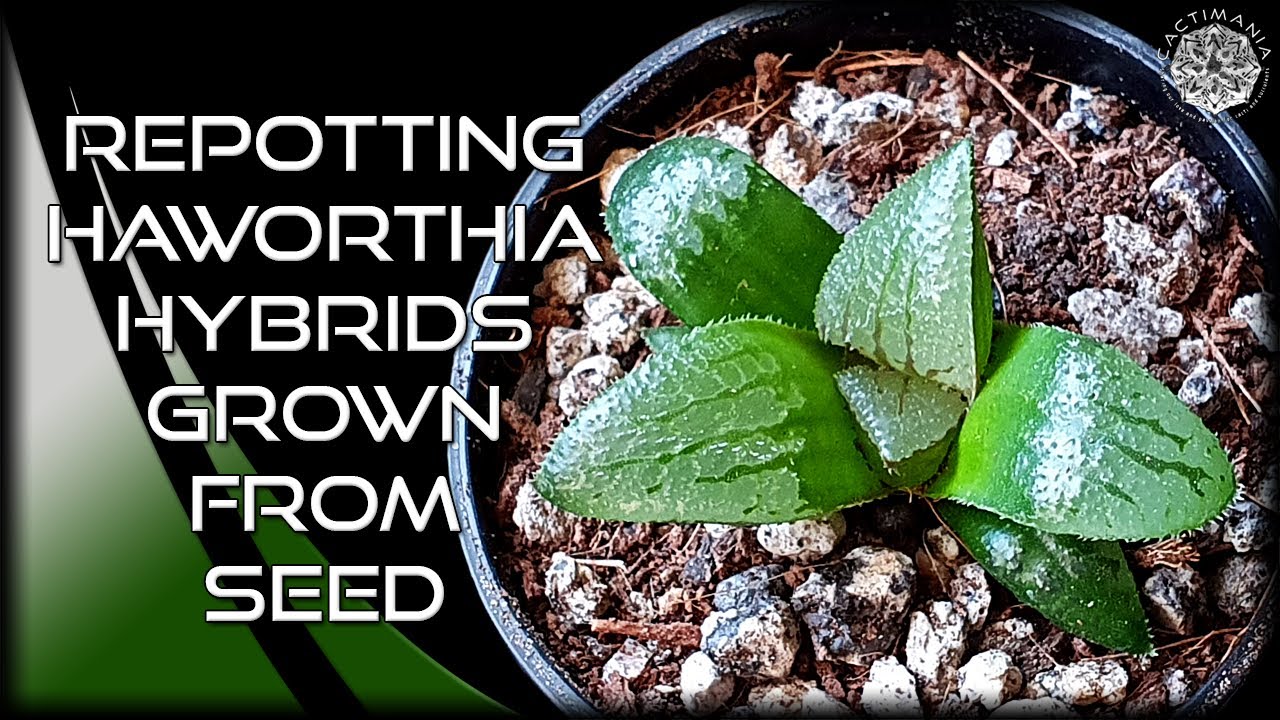 Repotting Haworthia Hybrids Grown from Seed | #Cactus & #Succulent Collection