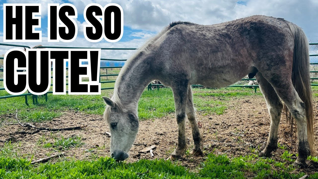 I bought a new AUCTION horse ❤️ was it a mistake?