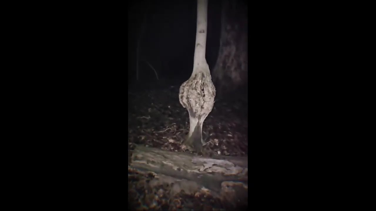 FIRST OFFICIAL TEASER FOR CHAPTER 40 / Dead By Daylight