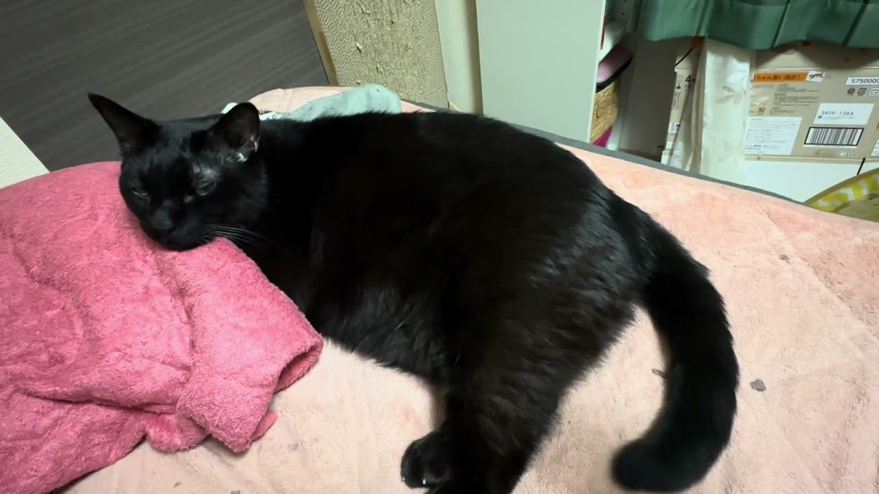 尻尾で乳母ををあやす黒猫坊や My cat  is amusing nanny with his tail. #cat #blackcat 