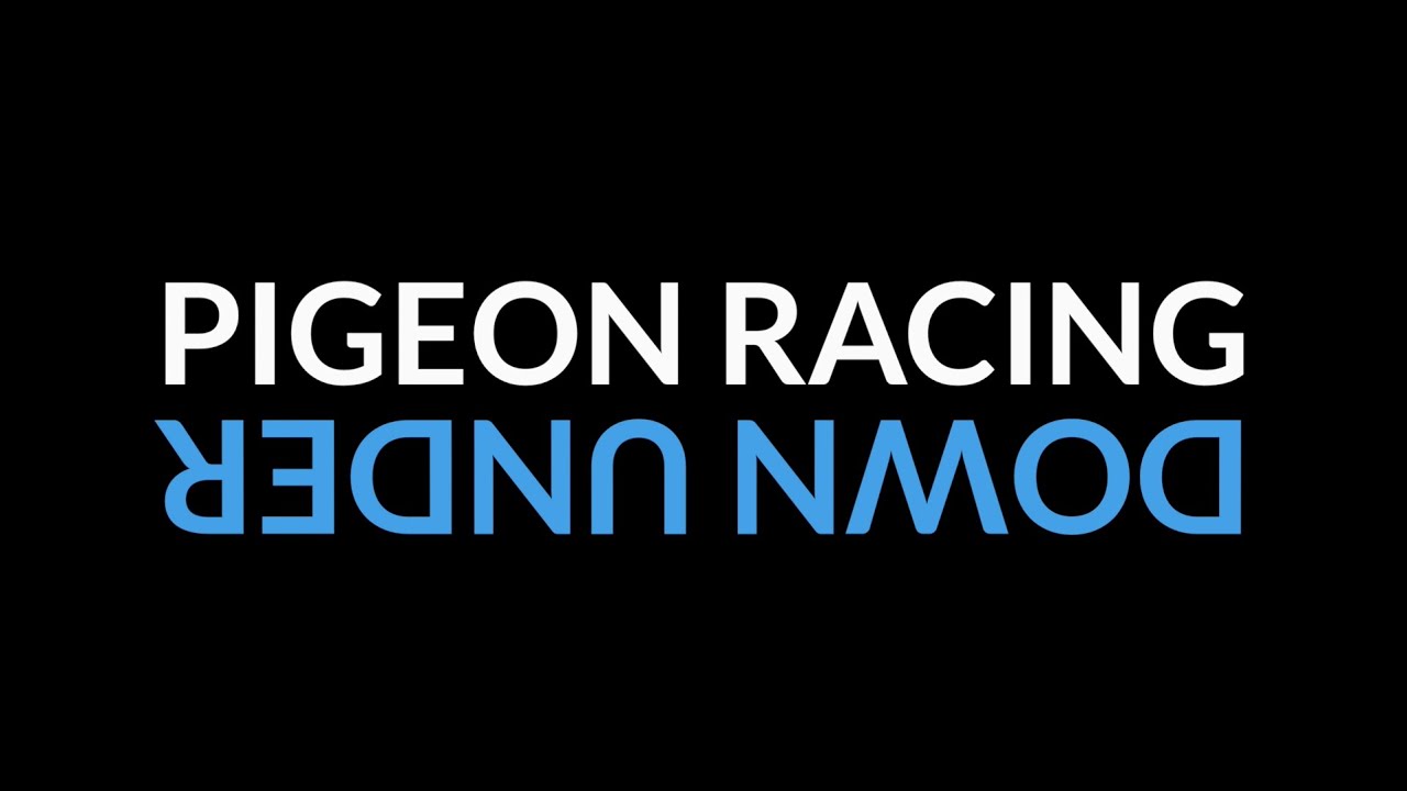 Pigeon Racing: Down Under
