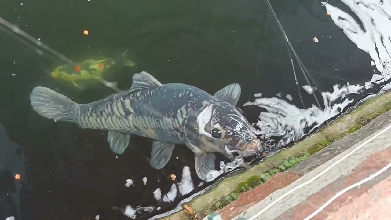 Colour changing koi and koi fry update