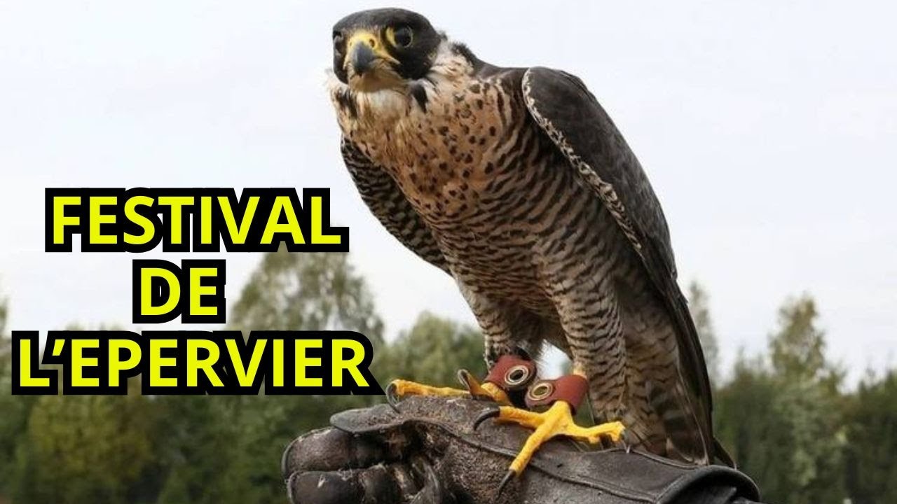FESTIVAL DE L EPERVIER A EL HAOUARIA TUNISIE