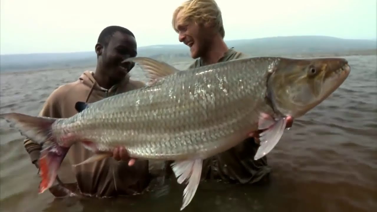 Gigantick&aacute; tygř&iacute; ryba /V&aacute;gner/Gigantic tiger fish.