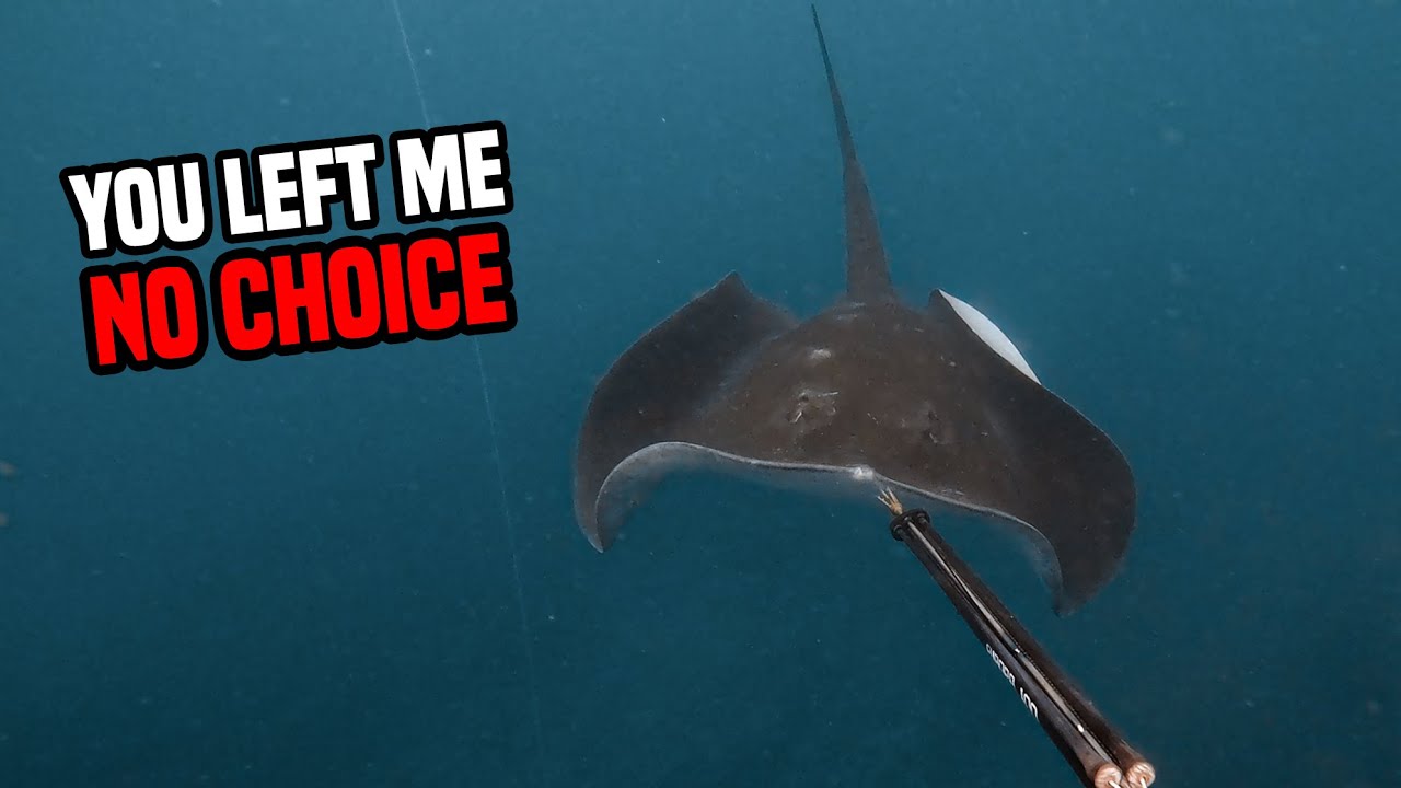Stalked by a Giant Stingray While Spearfishing!