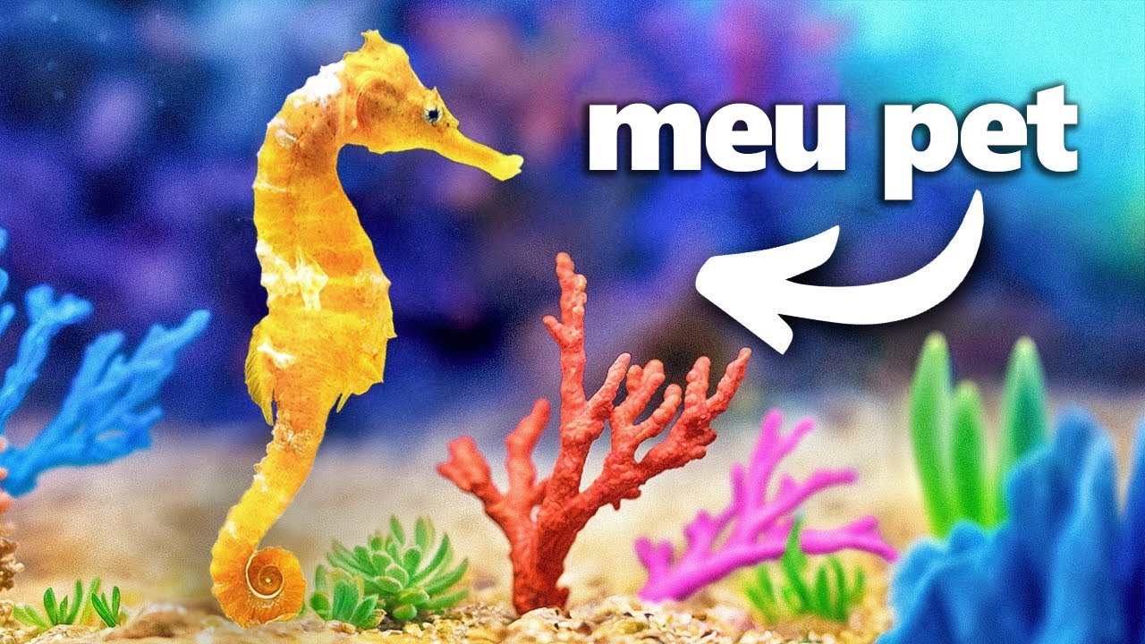 Eu Construí um Recife de Corais (para meu cavalo-marinho)