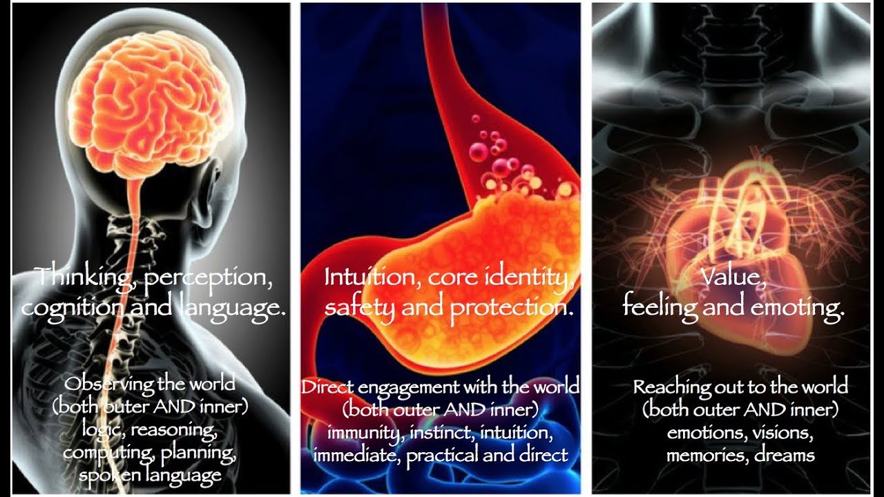 Brain, Heart & Gut Connection: 3 Brains, 1 Breath, 1 Mind