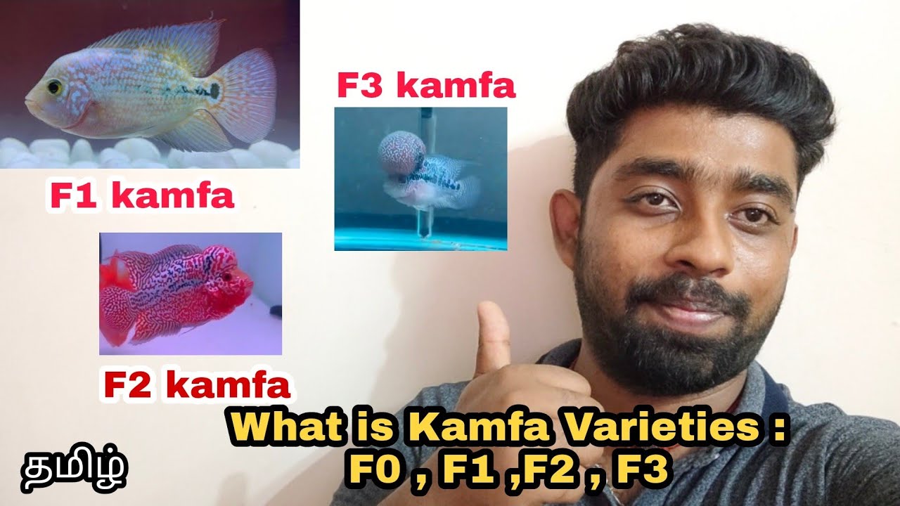 what is Kamfa Varieties : F0 or  F 1 or F 2 or F3 .? | கம்ஃபா வகைகள் என்ன? | @aquapetsfarmtamil4785