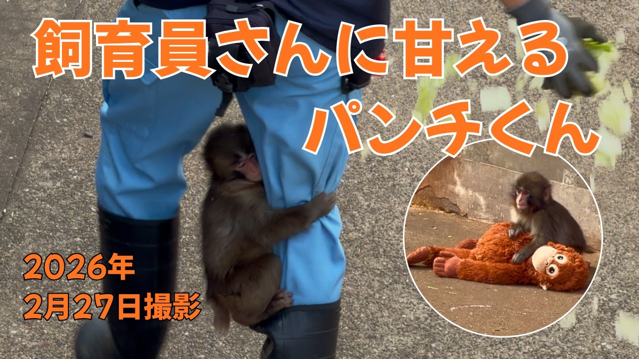 パンチくん 【撮影2026年2月27日】市川市動植物園 Punch the monkey
