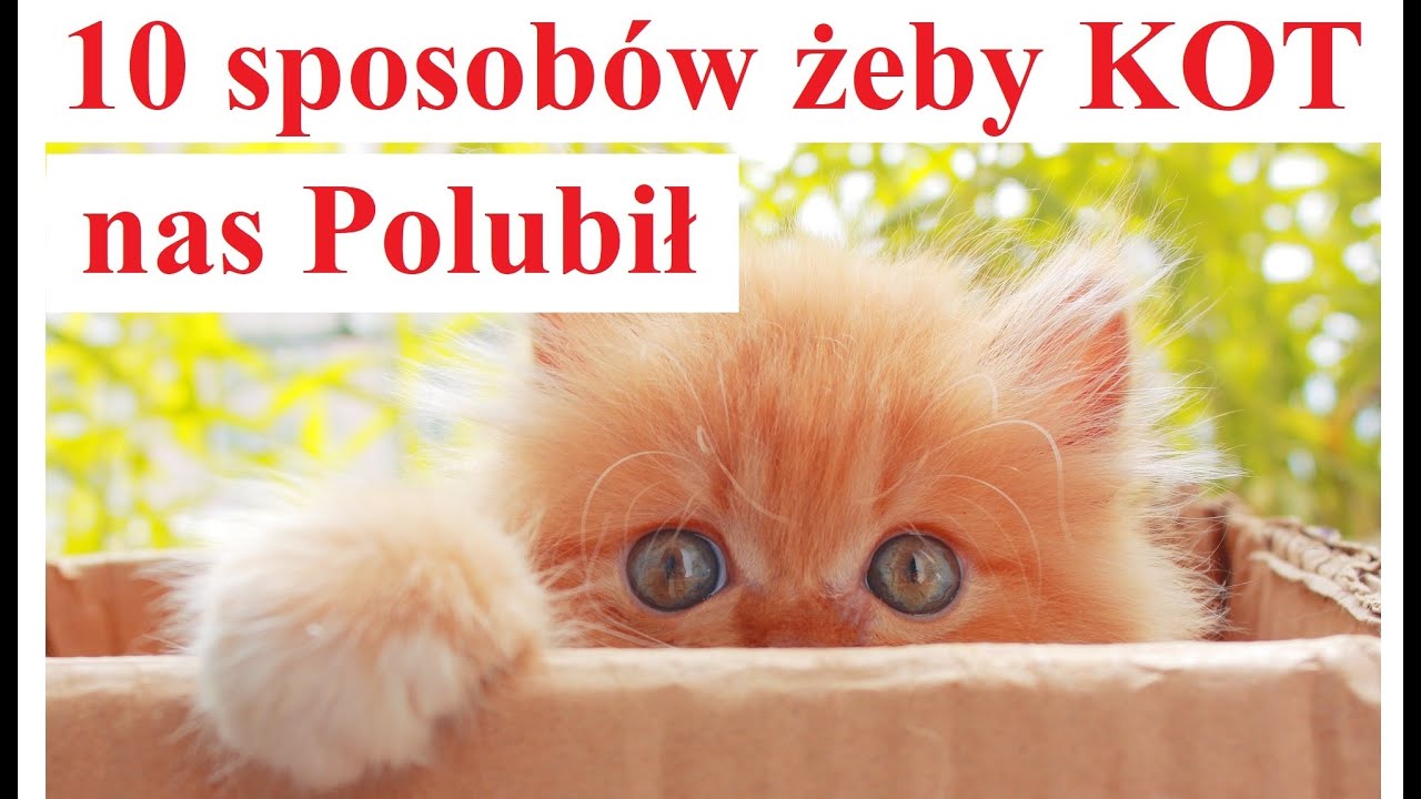 10 sposobów żeby KOT nas Lubił