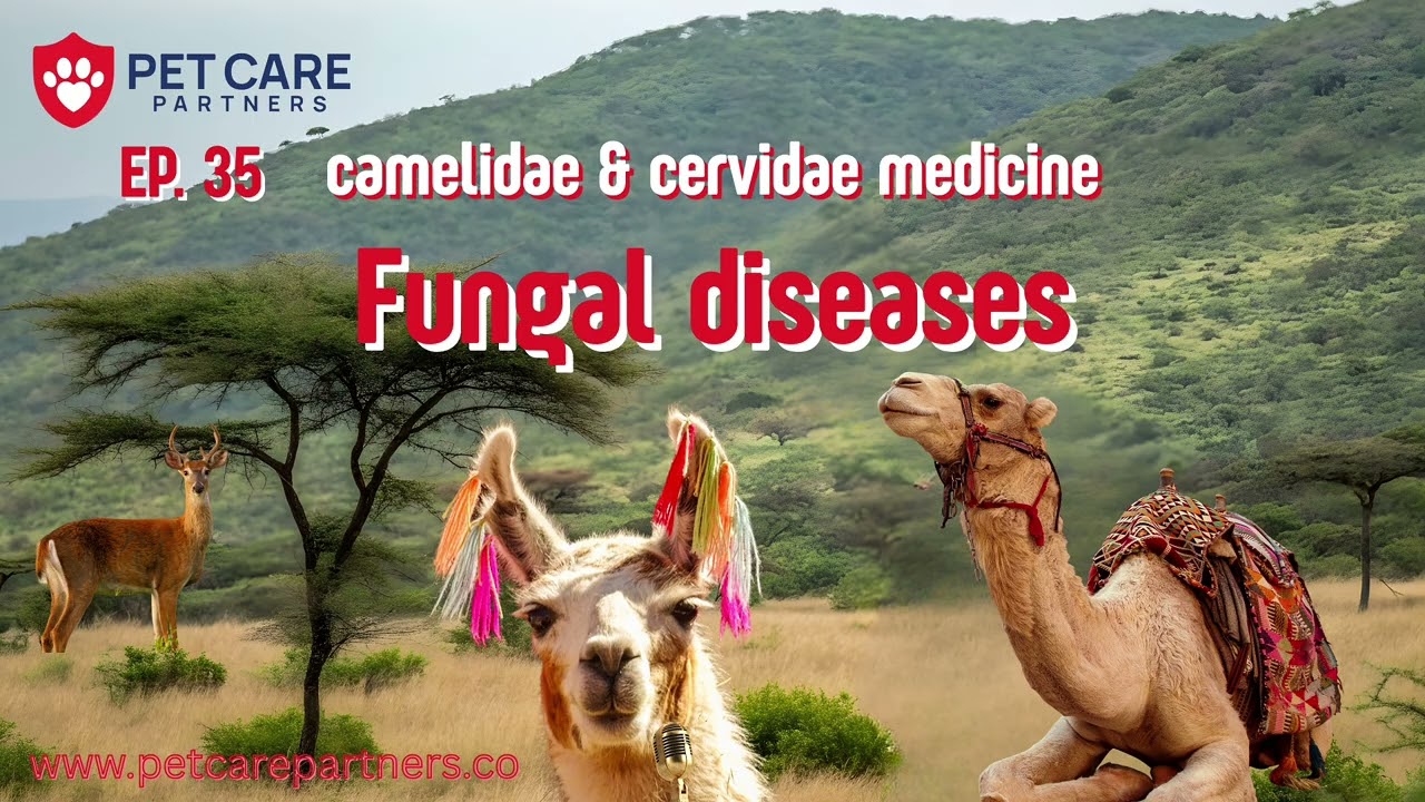 📽 EP 35 | Fungal Diseases in Camelidae & Cervidae