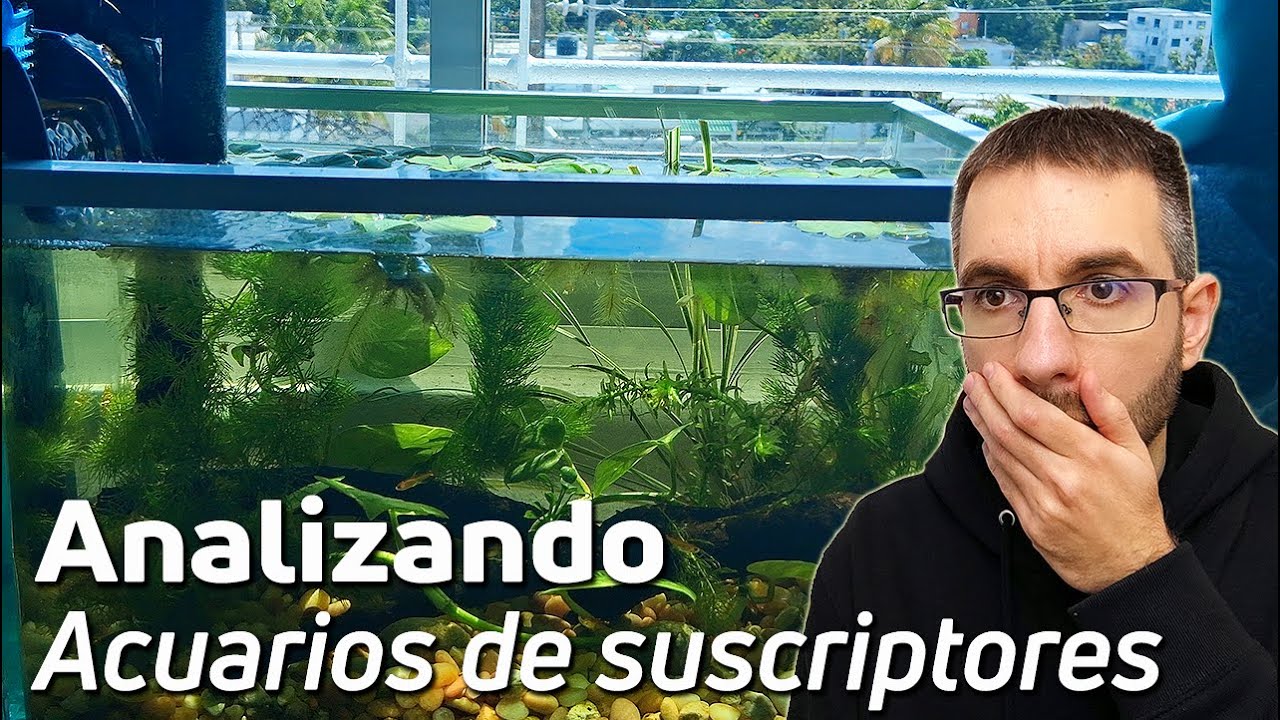 🕵️ Acuarios de Suscriptores Nº66: ¿Luz Solar Directa en tu Acuario? ERROR FATAL ☀️🐠