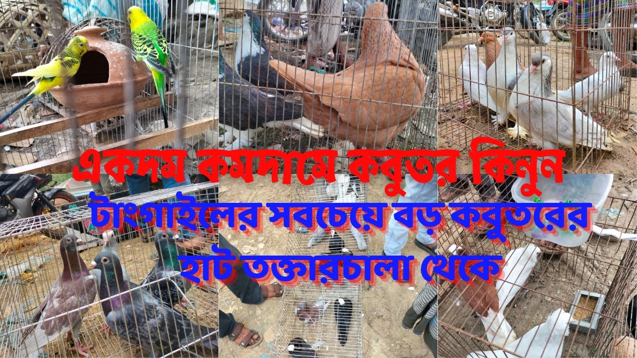 টাংগাইলের সবচেয়ে বড় কবুতরের হাট তক্তারচালা থেকে,একদম কমদামে কবুতর কিনুন