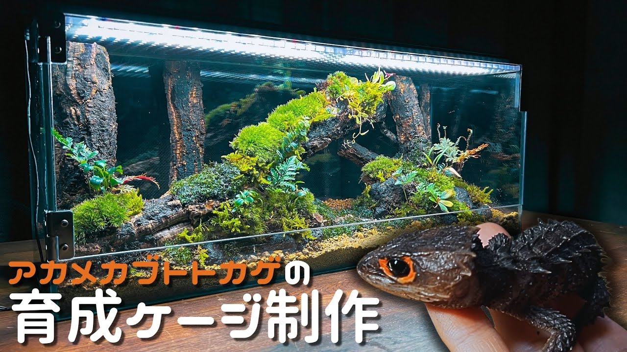 アカメカブトトカゲの育成ケージの制作 | 60cm水槽 | ビバリウム