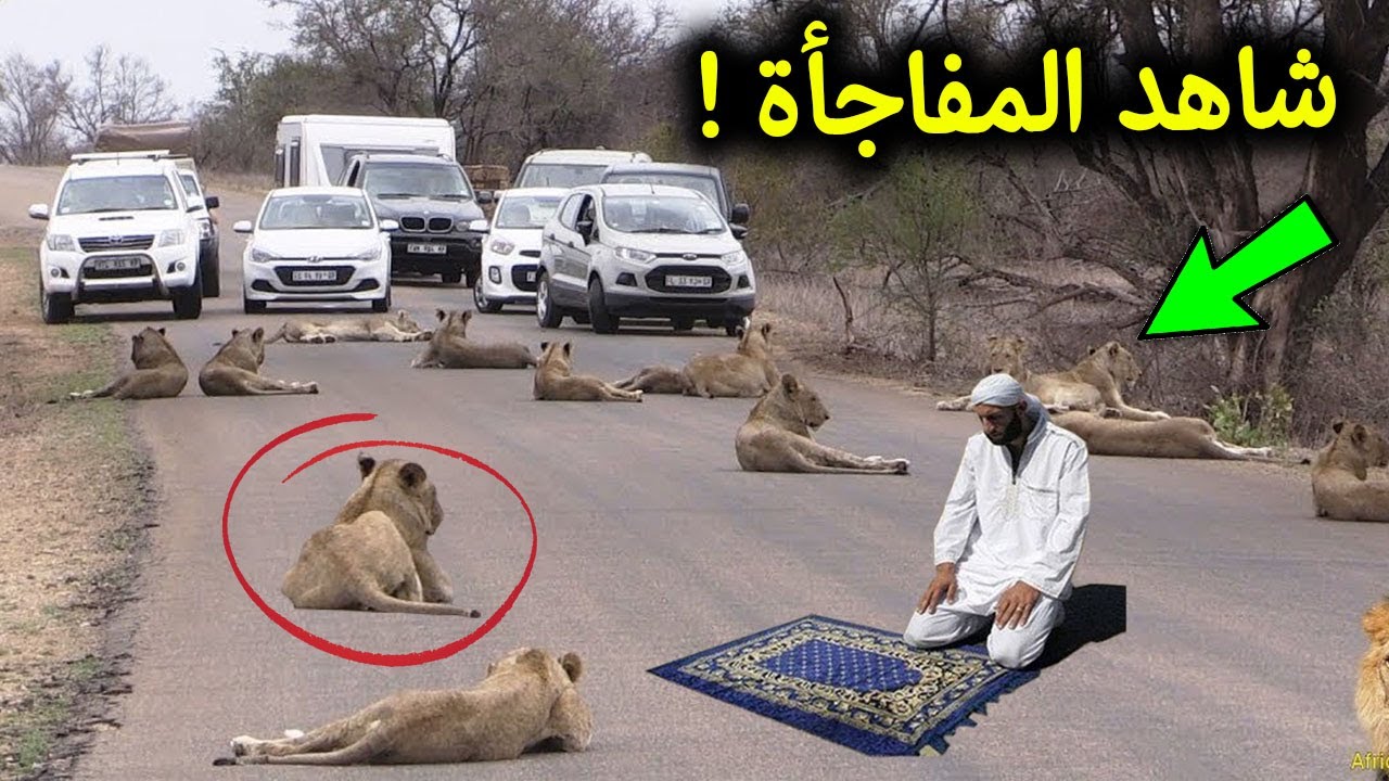 انظروا ماذا فعل هذا الرجل عندما هجم عليه 15 أسد وهو يصلي ؟ معجزة كبيرة جدا سبحان الله !!