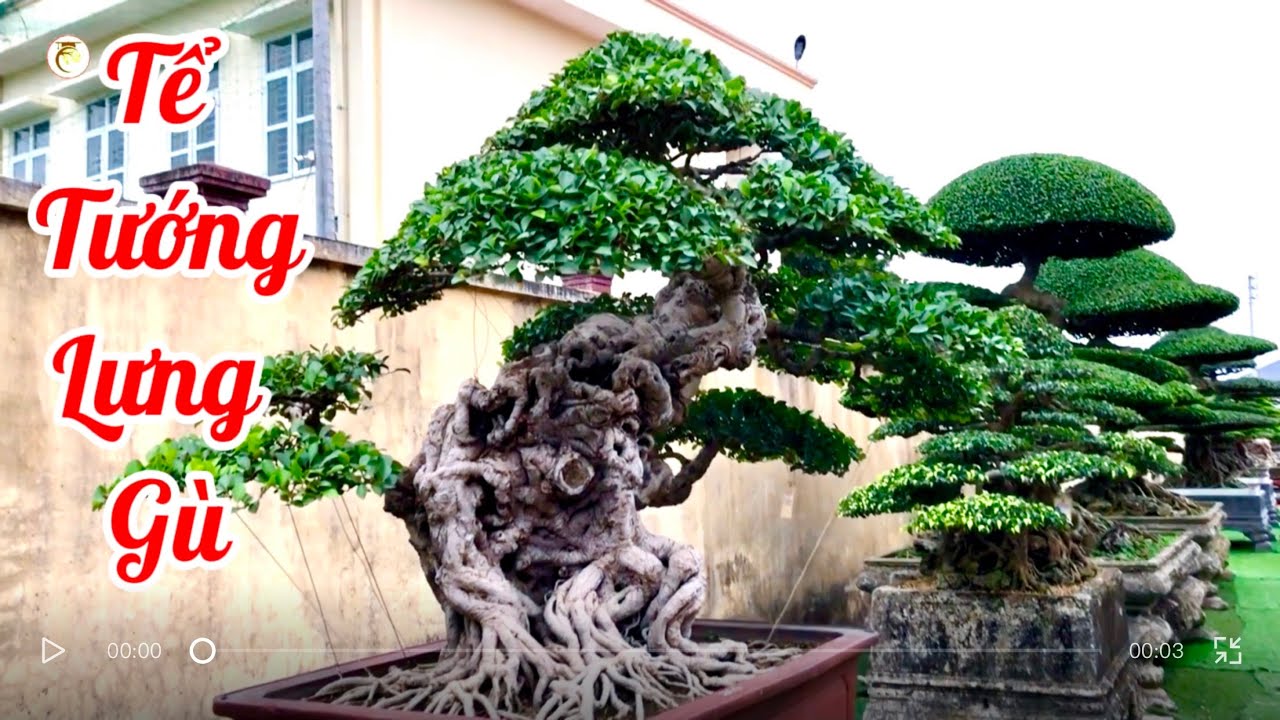 Cặp Sanh Quê lả lướt thả dáng giữa rừng Sanh Nam Điền I Cây cảnh Bách Thuận