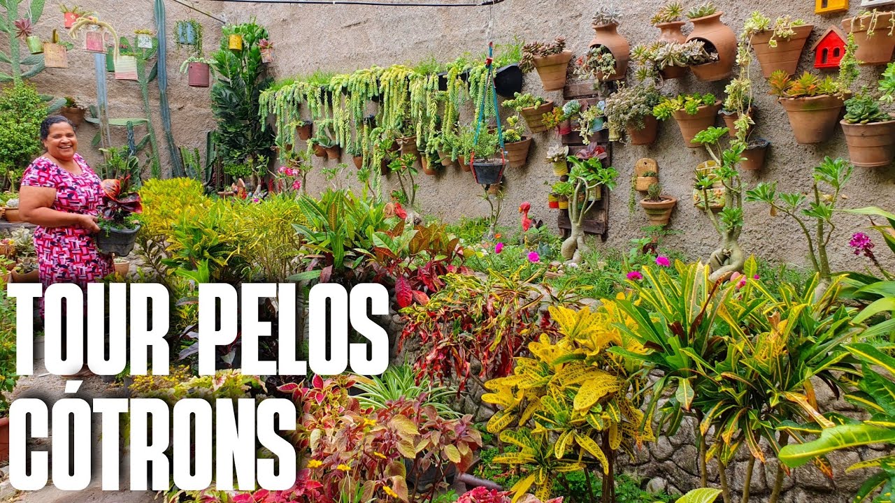 TOUR PELOS MEUS CRÓTONS: MINHA COLEÇÃO DE CRÓTONS | DICAS DE CULTIVO | PLANTAS DE SOL PLENO