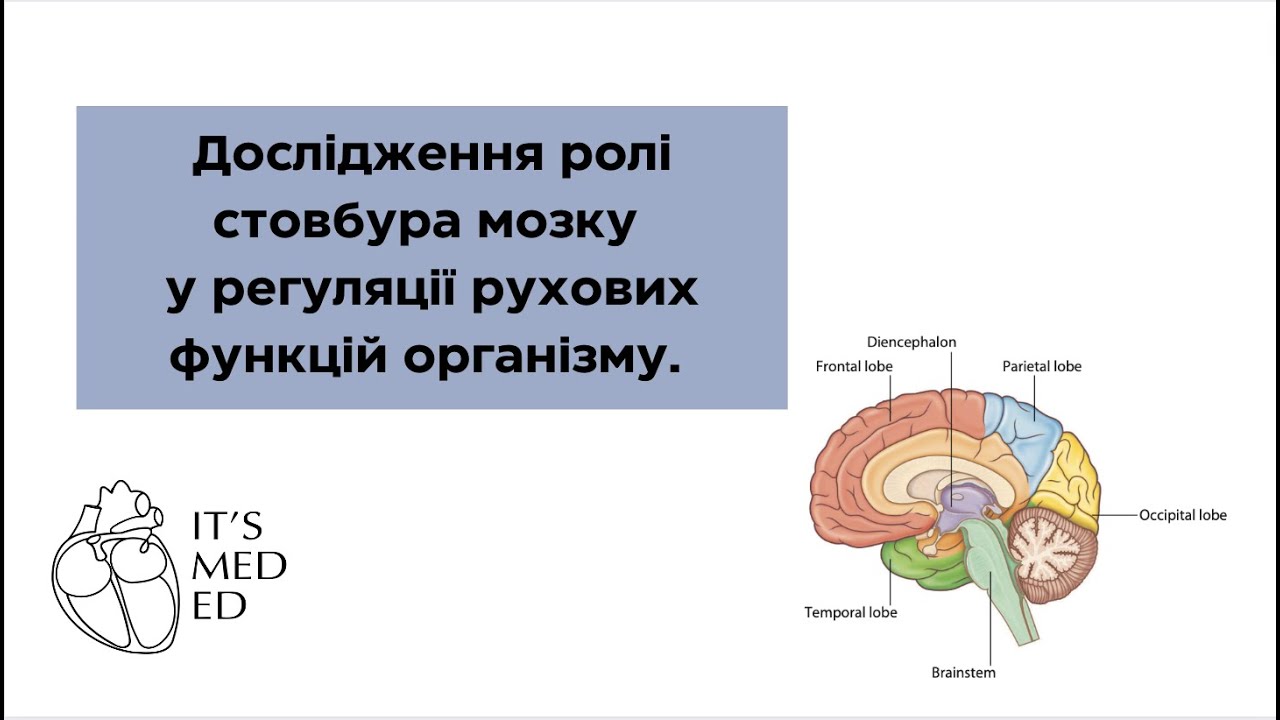 Фізіологія. Дослідження ролі стовбура мозку у регуляції рухових функцій організму.